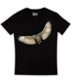 сова, птицы